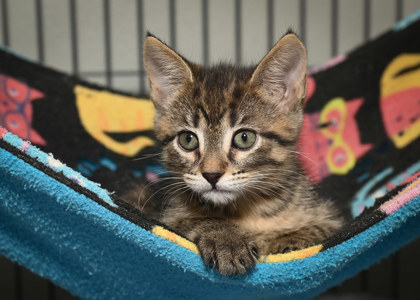 Shelter Stray Female Cat last seen East Baton Rouge, East Baton Rouge Parish, LA, 11130 N Harrells Ferry Rd, Baton Rouge, LA 70816, USA