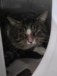 Shelter Stray Male Cat last seen Near Askins Brick Rd, Ernul,, 1639 Old Airport Rd, New Bern, NC 28562, USA