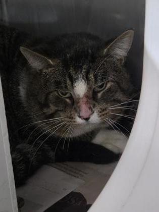 Shelter Stray Male Cat last seen Near Askins Brick Rd, Ernul,, 1639 Old Airport Rd, New Bern, NC 28562, USA