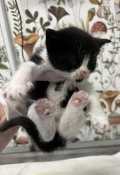 Shelter Stray Female Cat last seen N Ann St & E Baltimore St, 21231, MD, 2490 Giles Rd, Baltimore, MD 21225, USA