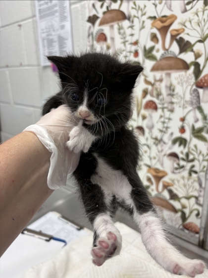 Shelter Stray Male Cat last seen N Ann St & E Baltimore St, 21231, MD, 2490 Giles Rd, Baltimore, MD 21225, USA