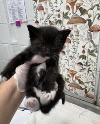 Shelter Stray Male Cat last seen N Ann St & E Baltimore St, 21231, MD, 2490 Giles Rd, Baltimore, MD 21225, USA