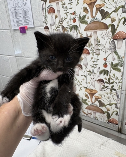 Shelter Stray Male Cat last seen N Ann St & E Baltimore St, 21231, MD, 2490 Giles Rd, Baltimore, MD 21225, USA