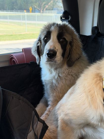 Shelter Stray Male Dog last seen Near Asheville Hwy, Knox County GP, TN, 3201 Division St, Knoxville, TN 37919, USA