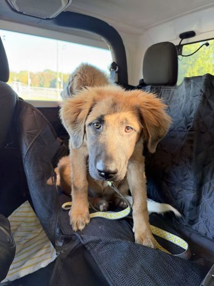 Shelter Stray Male Dog last seen Near Asheville Hwy, Knox County GP, TN, 3201 Division St, Knoxville, TN 37919, USA