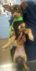 Shelter Stray Female Dog last seen Near Rockbridge Rd, LITHONIA, GA, 30058, 30058, GA, 3280 Chamblee Dunwoody Rd, Chamblee, GA 30341, USA