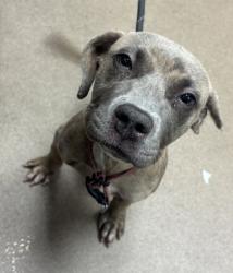 Shelter Stray Female Dog last seen Near Trent Walk Dr, 30038, GA, 3280 Chamblee Dunwoody Rd, Chamblee, GA 30341, USA