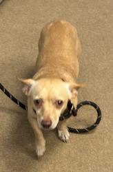 Shelter Stray Male Dog last seen Near N. Dekalb Rd 108, 30340, GA, 3280 Chamblee Dunwoody Rd, Chamblee, GA 30341, USA