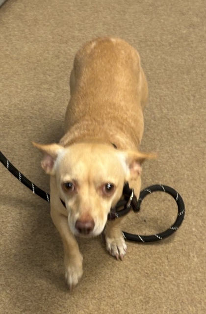 Shelter Stray Male Dog last seen Near N. Dekalb Rd 108, 30340, GA, 3280 Chamblee Dunwoody Rd, Chamblee, GA 30341, USA