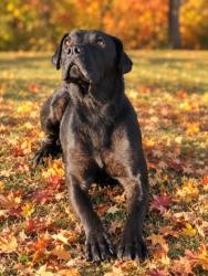 Shelter Stray Female Dog last seen Near MORNINGSIDE RD PICKENS, SC 29671, PICKENS COUNTY, SC, 193 County Farm Rd, Pickens, SC 29671, USA