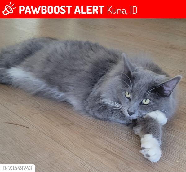 Lost Male Cat last seen Hubbard and Linder, Kuna, ID 83634