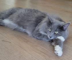 Lost Male Cat last seen Hubbard and Linder, Kuna, ID 83634