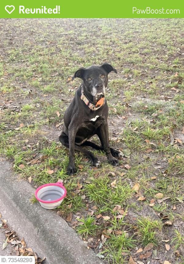 Reunited Female Dog last seen Wild Heron Road and Rice Mill Southern Plantation, Savannah, GA 31419