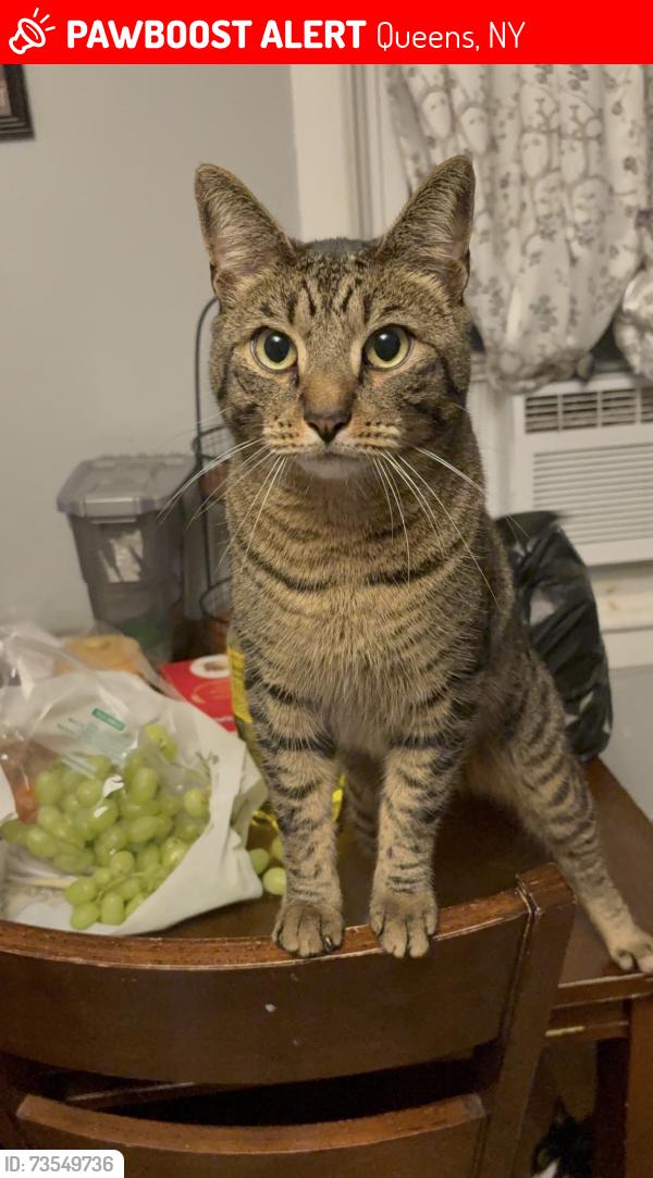 Lost Male Cat last seen Near 89th ave, Queens, NY 11421