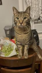 Lost Male Cat last seen Near 89th ave, Queens, NY 11421