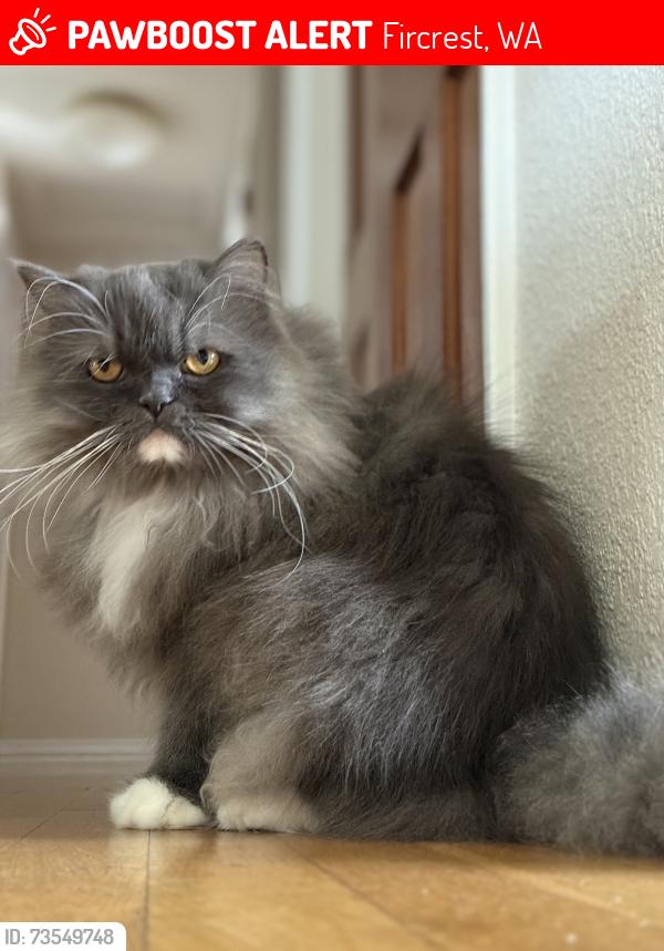 Lost Male Cat last seen On Paradise Pkwy between Claremont and 40th, Fircrest, WA 98466