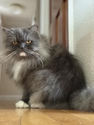 Lost Male Cat last seen On Paradise Pkwy between Claremont and 40th, Fircrest, WA 98466