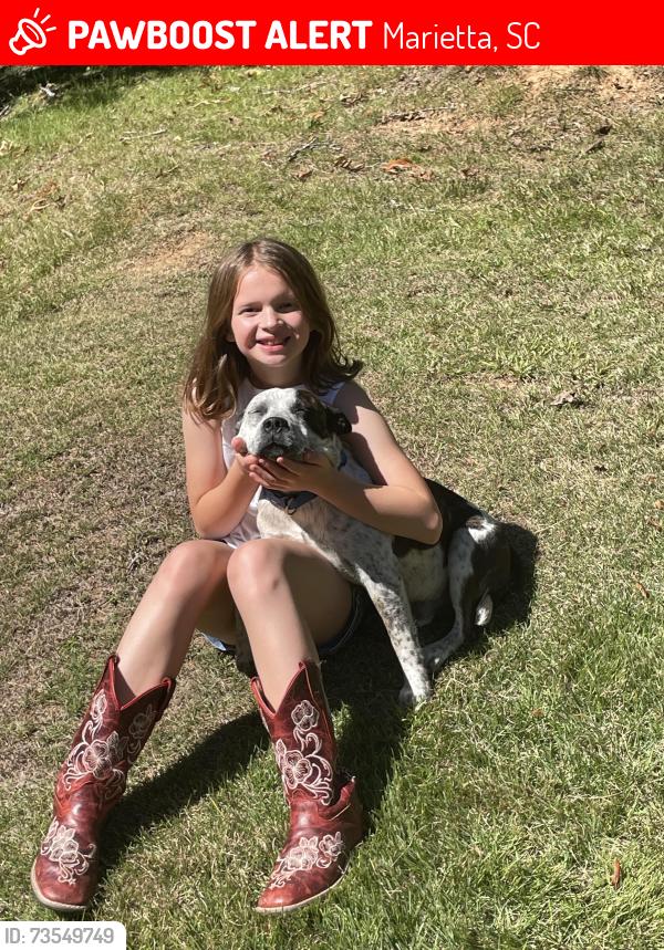 Lost Male Dog last seen Dalton Rd, Marietta, SC 29661