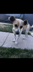 Lost Male Dog last seen Lake Ave, Pueblo, CO 81003