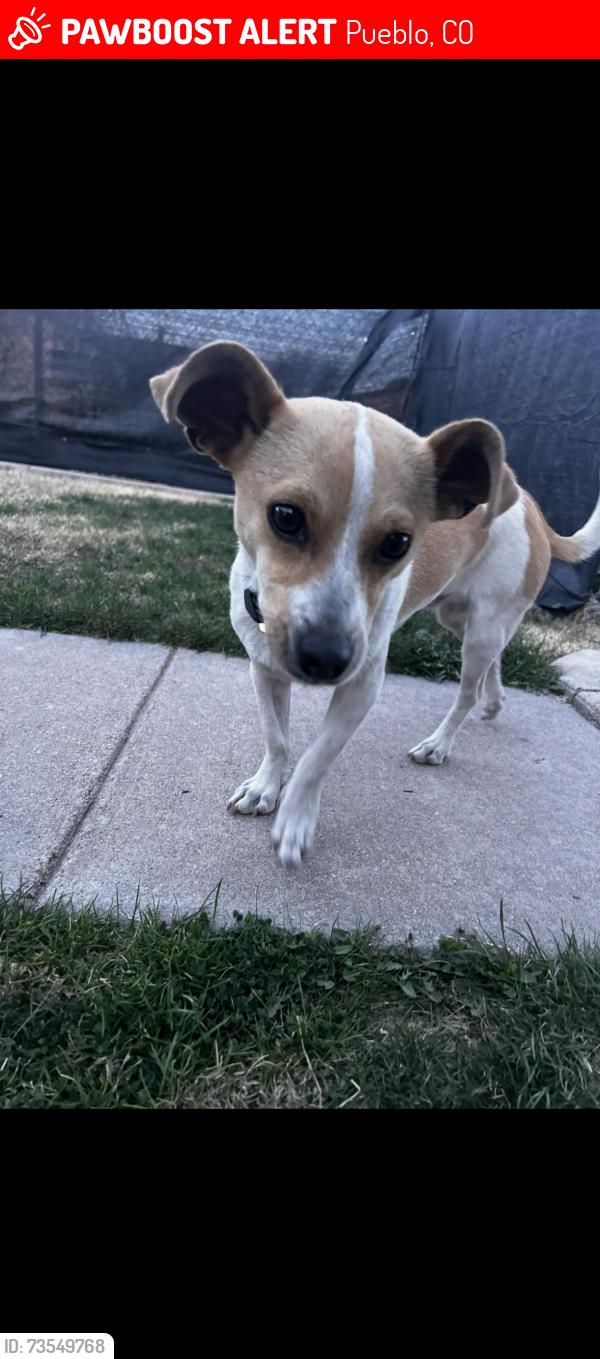 Lost Male Dog last seen Lake Ave, Pueblo, CO 81003