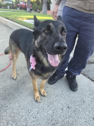 Reunited Male Dog last seen Near N Park Ave Pomona CA 91768, Pomona, CA 91768