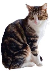 Lost Female Cat last seen Wadwick Lane, Neston, England SN13 9SY