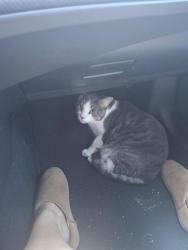 Found/Stray Male Cat last seen Aw Grimes/ 79 Round Rock, Round Rock, TX 78664