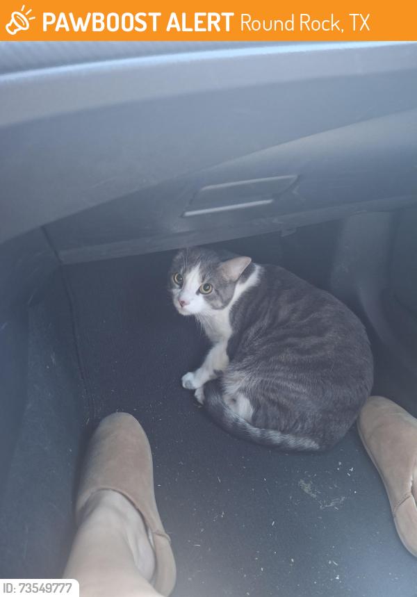 Found/Stray Male Cat last seen Aw Grimes/ 79 Round Rock, Round Rock, TX 78664