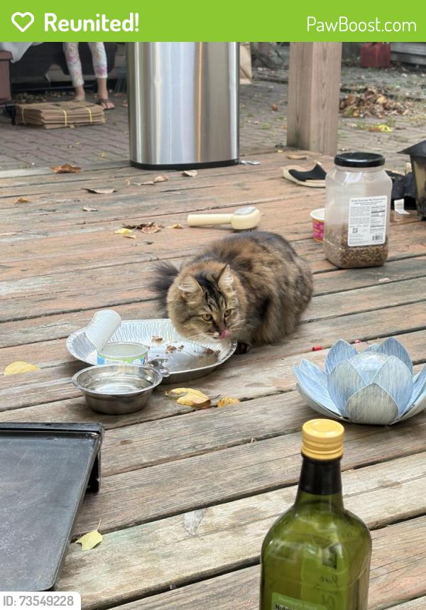 Reunited Female Cat last seen hse near intersection between Wolf Court and Coolidge Road, East Lansing, MI 48823