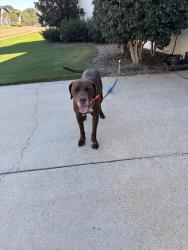 Found/Stray Male Dog last seen Gluckstadt Rd. And Catlett, Gluckstadt, MS 39110