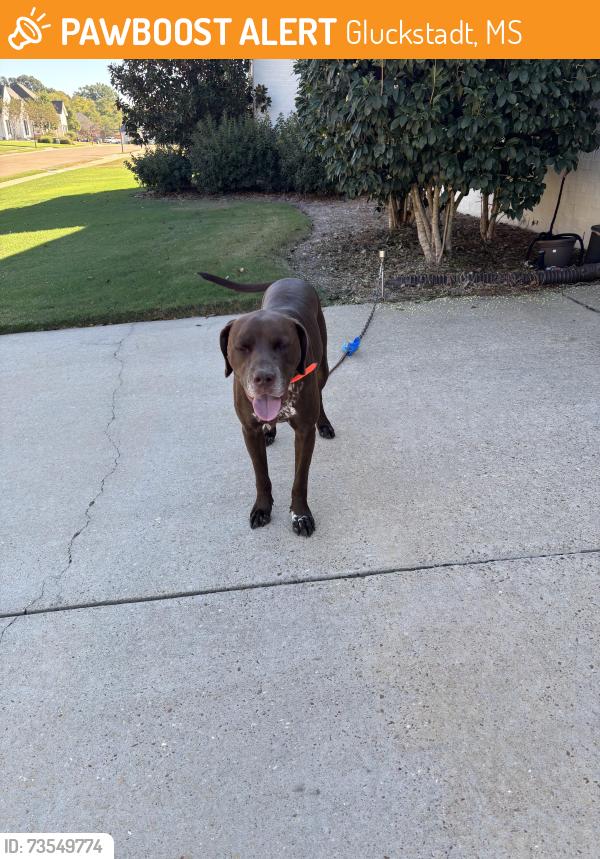 Found/Stray Male Dog last seen Gluckstadt Rd. And Catlett, Gluckstadt, MS 39110