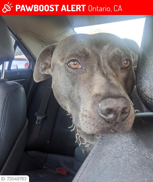 Lost Male Dog last seen Black Bear diner, Ontario, CA 91762