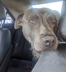 Lost Male Dog last seen Black Bear diner, Ontario, CA 91762