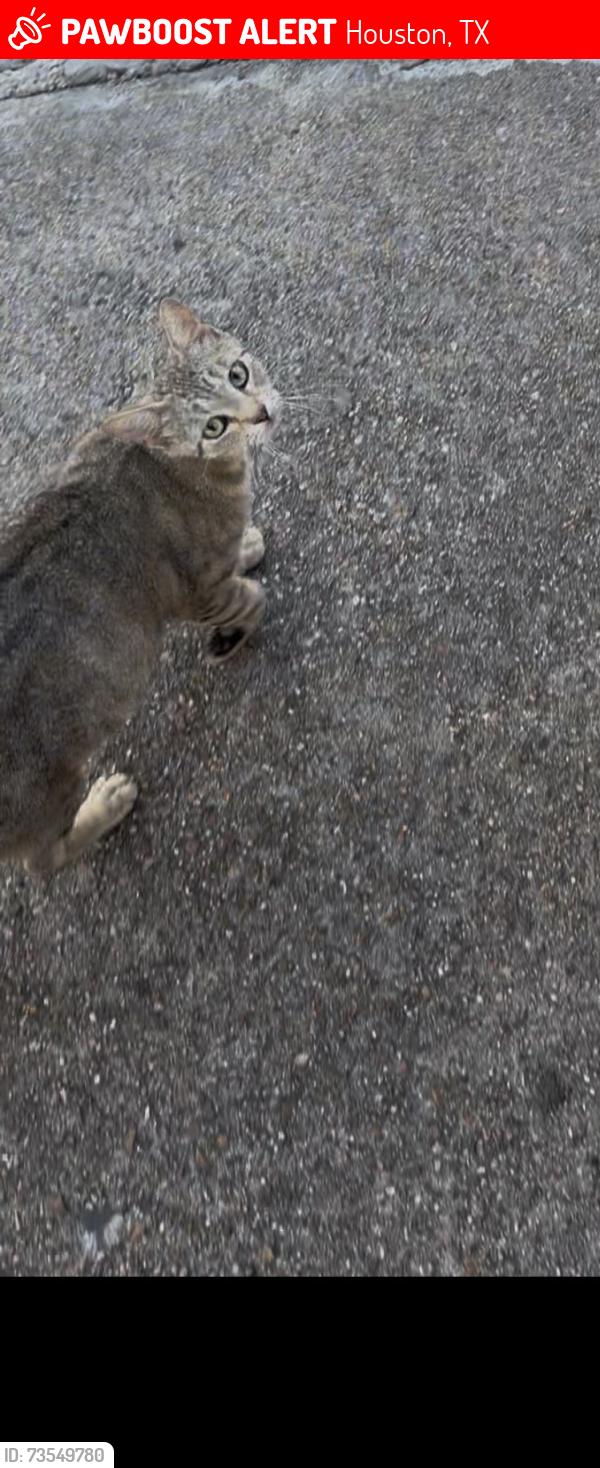 Lost Female Cat last seen Alief animal hosp, Houston, TX 77072
