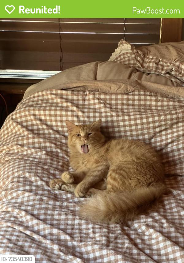 Reunited Male Cat last seen Mesa rd and ranch rd, Bastrop County, TX 78617