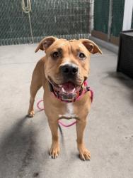 Shelter Stray Female Dog last seen Near N Catherine Street, SALT LAKE CITY, UT, 84116, 511 W 3900 S, Salt Lake City, UT 84123, USA