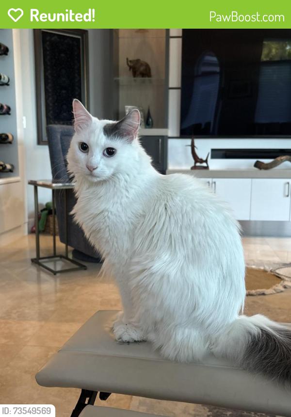 Reunited Male Cat last seen Gulf Harbor Golf And Country Club, Fort Myers, FL 33908
