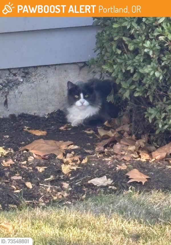 Found/Stray Unknown Cat last seen N Dwight and Stafford, Portland, OR 97203