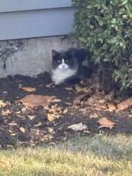Found/Stray Unknown Cat last seen N Dwight and Stafford, Portland, OR 97203