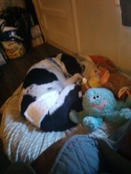 Reunited Male Dog last seen Shallowford rd & Styers st, Lewisville, NC 27023