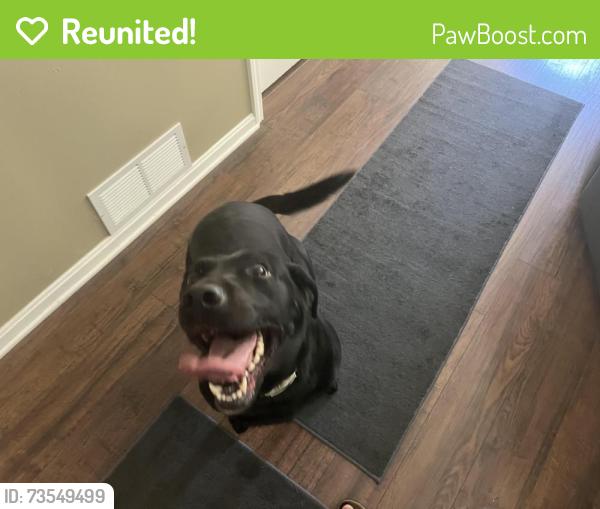Reunited Male Dog last seen Near, Barberton, OH 44203