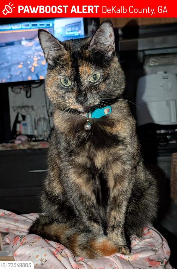 Lost Female Cat last seen Rebecca lou and sandy ct, DeKalb County, GA 30058