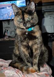 Lost Female Cat last seen Rebecca lou and sandy ct, DeKalb County, GA 30058