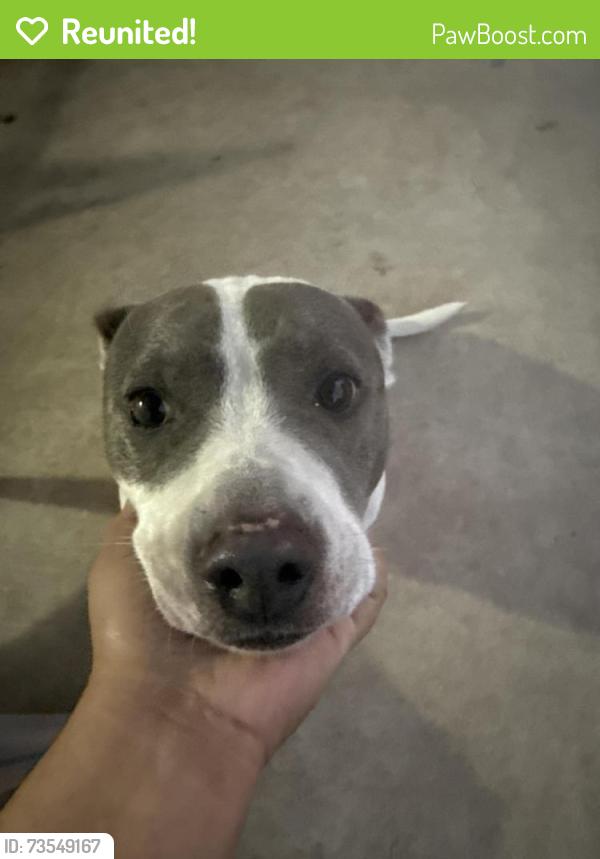 Reunited Female Dog last seen Windmill Dr Killeen Tx, Killeen, TX 76549
