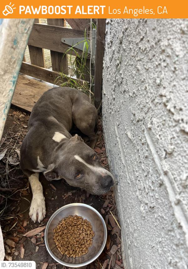 Found/Stray Unknown Dog last seen Watts tower, Los Angeles, CA 90059