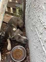 Found/Stray Unknown Dog last seen Watts tower, Los Angeles, CA 90059