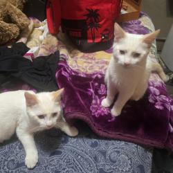 Lost Male Cat last seen Holly ln and 28th place n, Plymouth, MN 55447