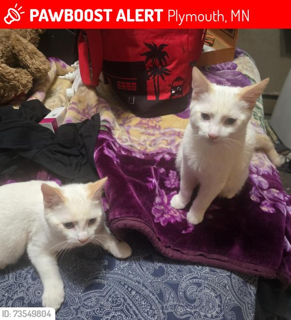 Lost Male Cat last seen Holly ln and 28th place n, Plymouth, MN 55447