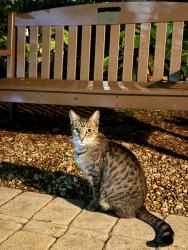 Found/Stray Unknown Cat last seen Near South lake and 15th Ave and Adams St, Hollywood, Hollywood, FL 33020