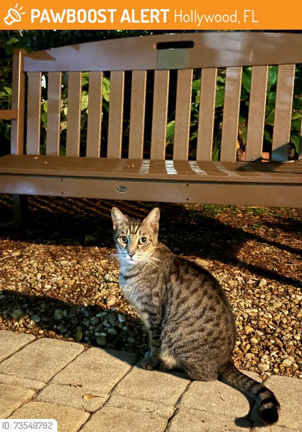 Found/Stray Unknown Cat last seen Near South lake and 15th Ave and Adams St, Hollywood, Hollywood, FL 33020